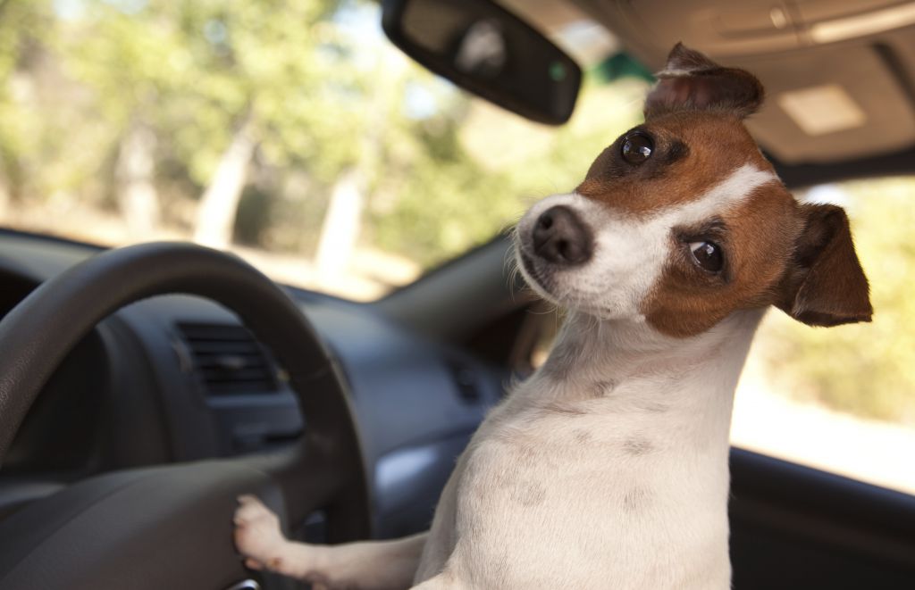 Jack Russell Terrier Dog Enjoying a Car Ride.