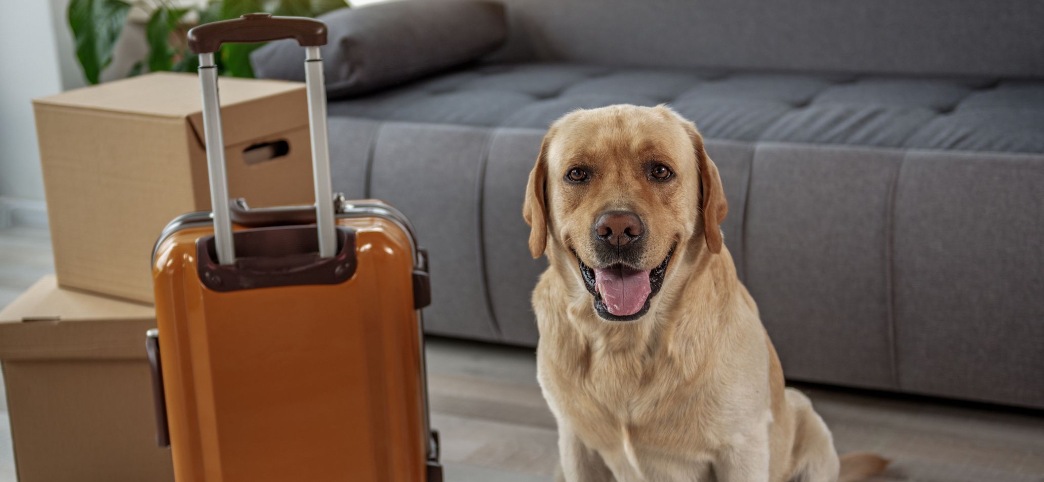 Top Tips For Moving Home With Pets | Simon Long Removals & Storage